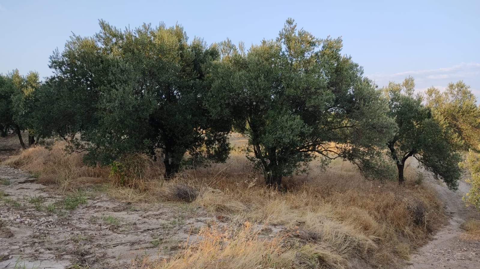 İlan Fotoğrafı